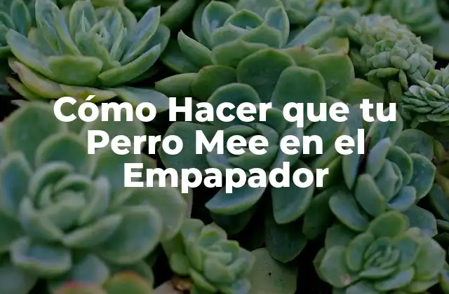 Cómo Hacer que Tu Perro Mee en el Empapador