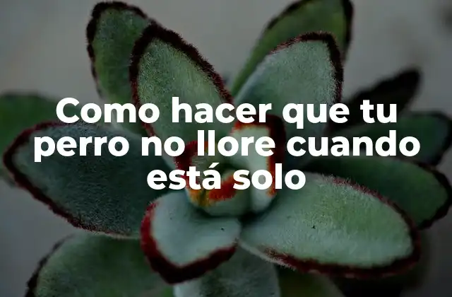 Como Hacer que Tu Perro No Llore Cuando Está Solo 2 ¿Qué es la ansiedad por separación en perros?