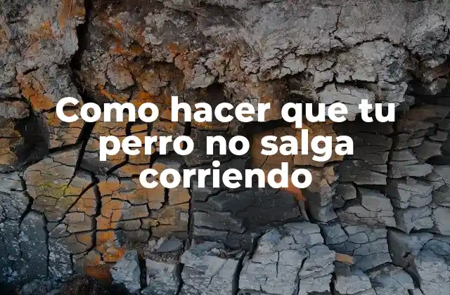 Entrenamiento para que tu perro no salga corriendo