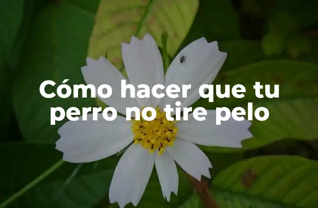 Cómo Hacer que Tu Perro No Tire Pelo