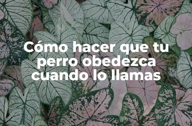 Cómo Hacer que Tu Perro Obedezca Cuando Lo Llamas