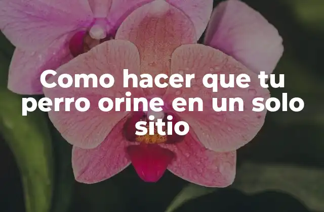 Como Hacer que Tu Perro Orine en un Solo Sitio