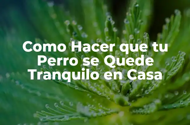 ¿Qué es la Ansiedad por Separación en Perros?