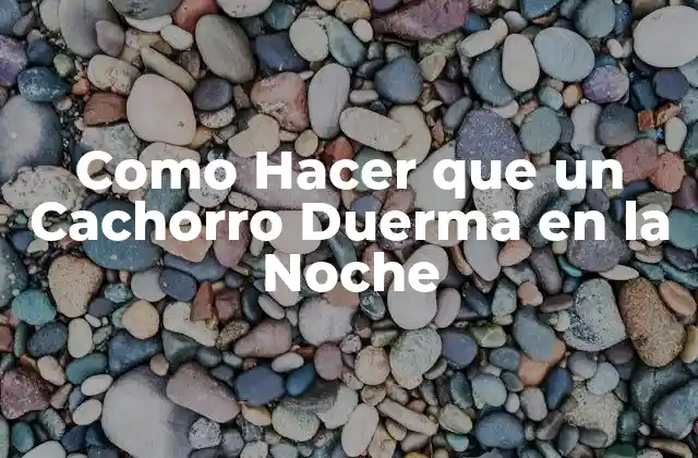 Como Hacer que un Cachorro Duerma en la Noche