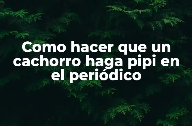 Como Hacer que un Cachorro Haga Pipi en el Periódico