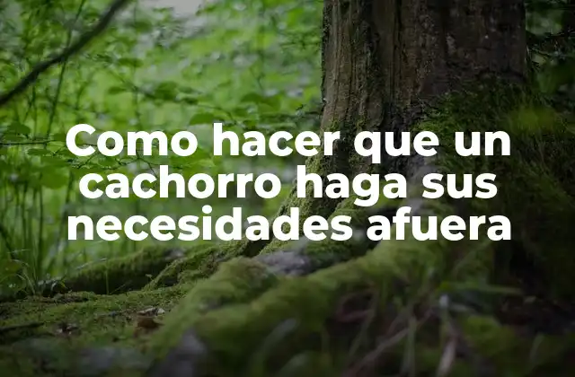 Como Hacer que un Cachorro Haga Sus Necesidades Afuera