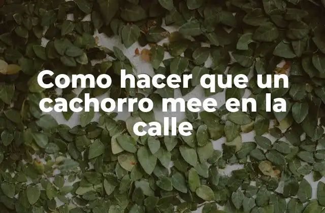 Como Hacer que un Cachorro Mee en la Calle 2 Qué es el entrenamiento para hacer sus necesidades en la calle y cómo funciona