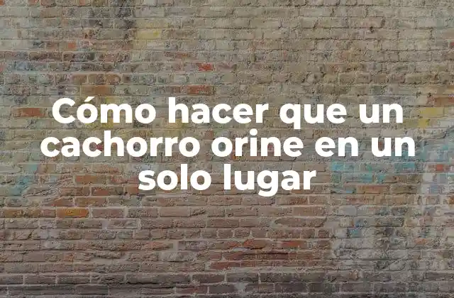Cómo Hacer que un Cachorro Orine en un Solo Lugar