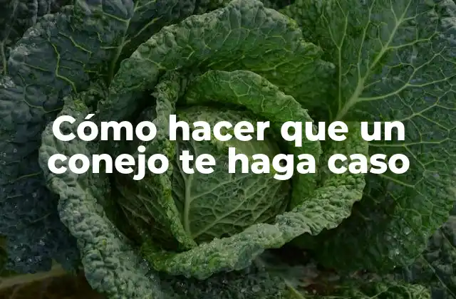 Cómo Hacer que un Conejo Te Haga Caso