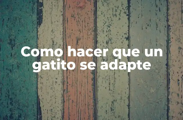 Como Hacer que un Gatito Se Adapte