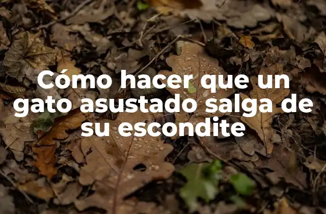 Cómo Hacer que un Gato Asustado Salga de Su Escondite