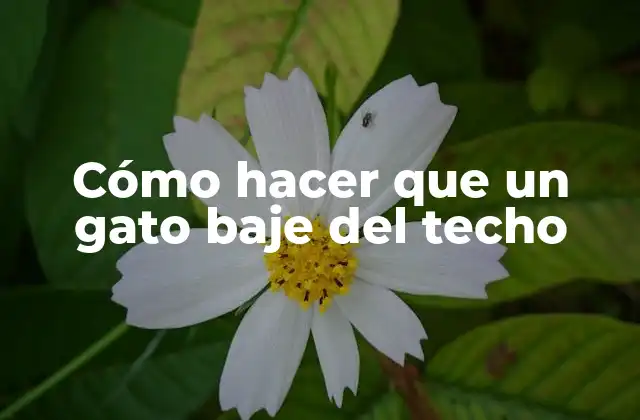 Cómo Hacer que un Gato Baje Del Techo