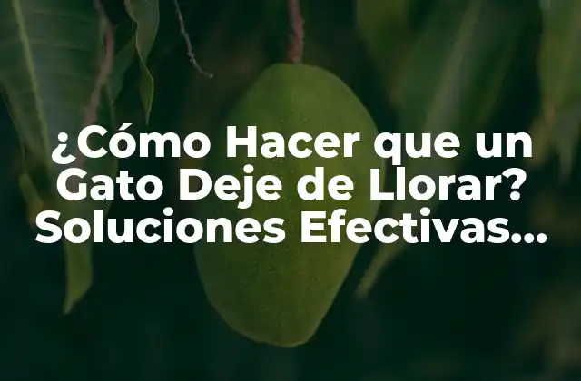 ¿cómo Hacer que un Gato Deje de Llorar? Soluciones Efectivas para Calmar a Su Felino
