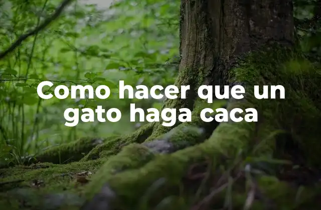 Como Hacer que un Gato Haga Caca