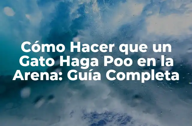Cómo Hacer que un Gato Haga Poo en la Arena: Guía Completa