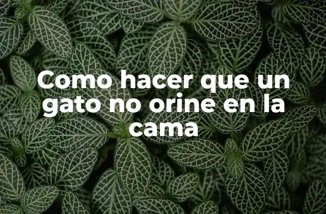 Como Hacer que un Gato No Orine en la Cama