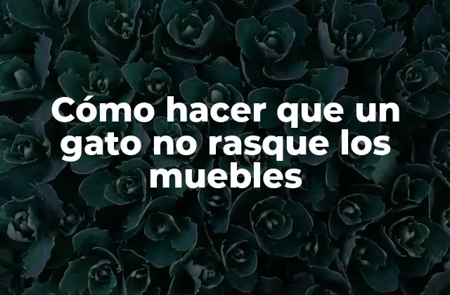 Cómo Hacer que un Gato No Rasque los Muebles