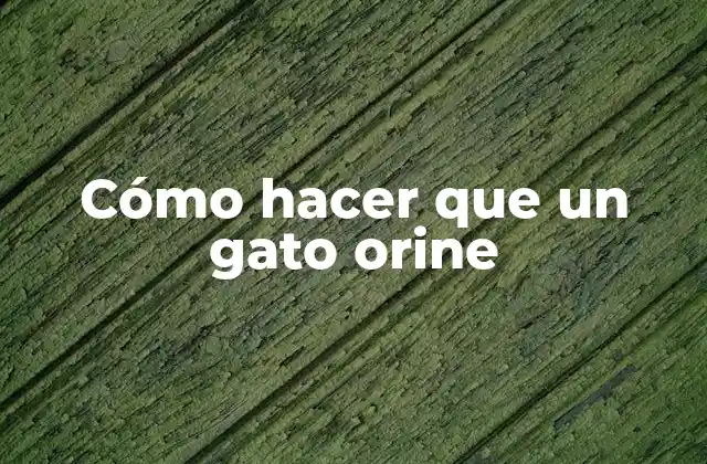 Cómo Hacer que un Gato Orine