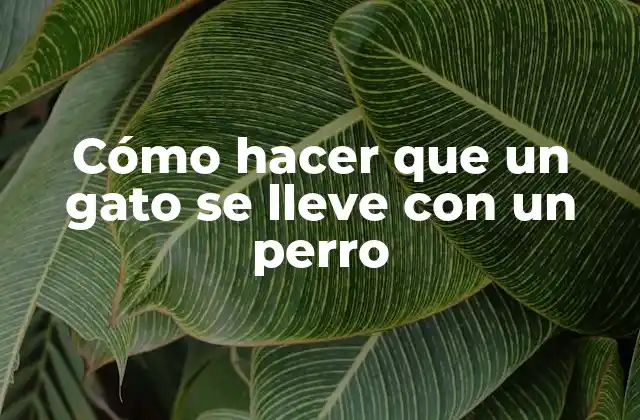 Cómo Hacer que un Gato Se Lleve con un Perro