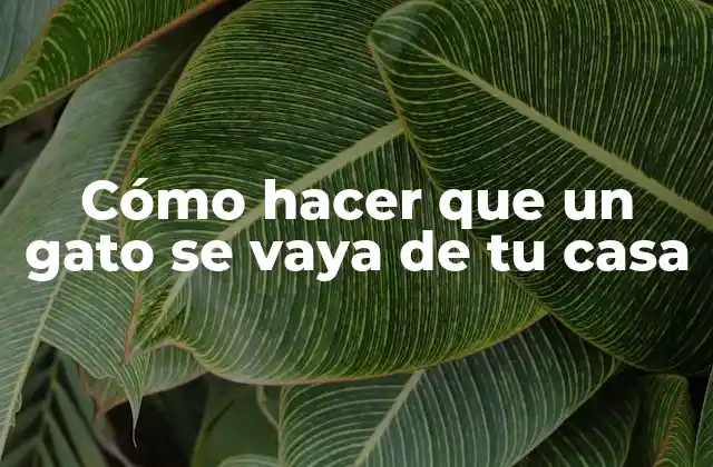 Cómo Hacer que un Gato Se Vaya de Tu Casa