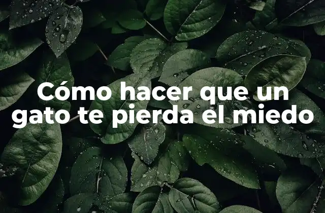 Cómo Hacer que un Gato Te Pierda el Miedo