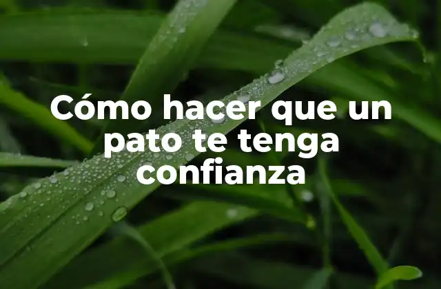 Cómo Hacer que un Pato Te Tenga Confianza