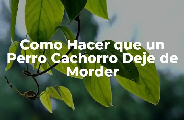 Como Hacer que un Perro Cachorro Deje de Morder