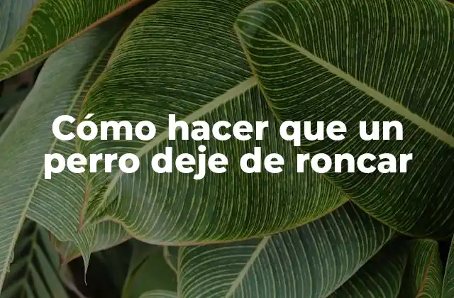 Cómo Hacer que un Perro Deje de Roncar