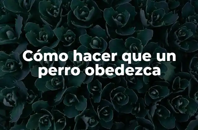 Cómo Hacer que un Perro Obedezca