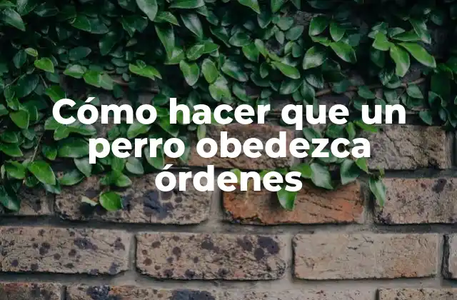 Cómo Hacer que un Perro Obedezca Órdenes