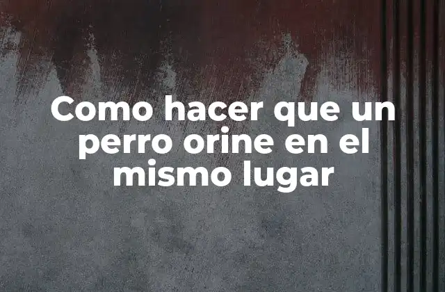 Como Hacer que un Perro Orine en el Mismo Lugar