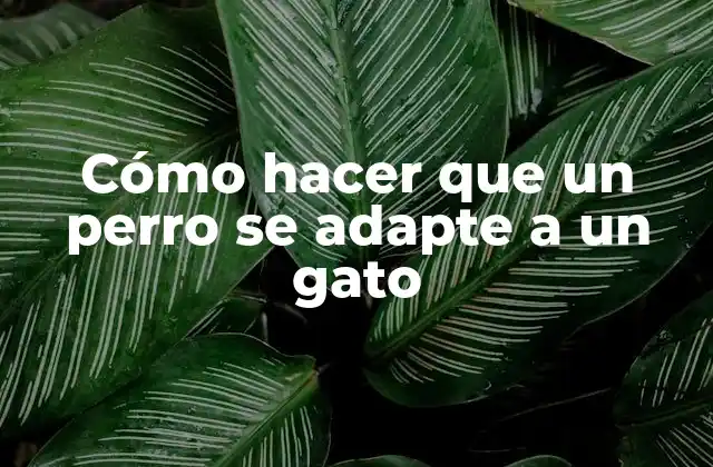 Cómo Hacer que un Perro Se Adapte a un Gato