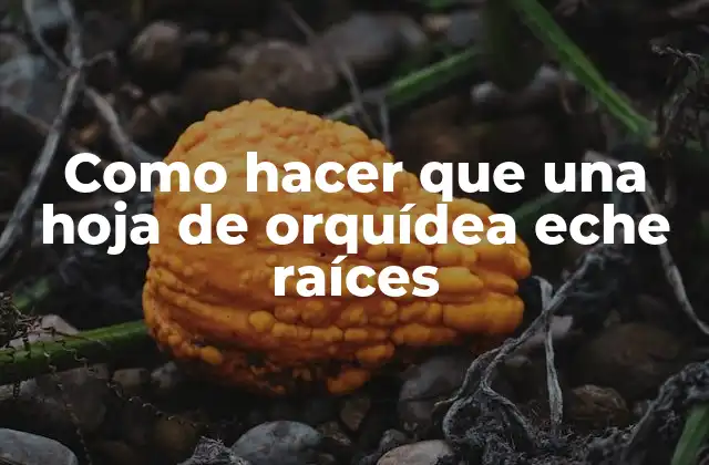 Como Hacer que una Hoja de Orquídea Eche Raíces 2 Como hacer que una hoja de orquídea eche raíces