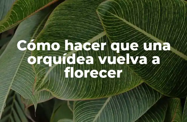 ¿Qué es una orquídea y cómo se cuida?
