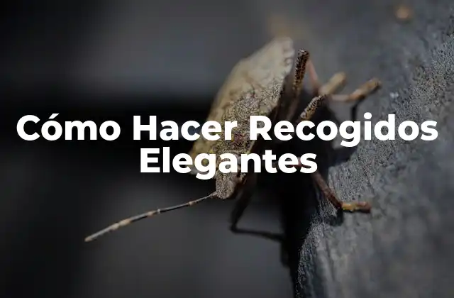 Cómo Hacer Recogidos Elegantes