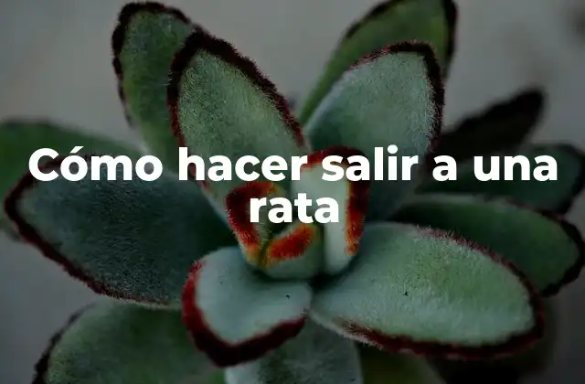 Cómo Hacer Salir a una Rata
