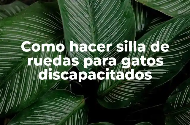 Como Hacer Silla de Ruedas para Gatos Discapacitados