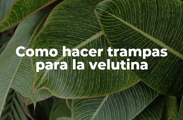 Como Hacer Trampas para la Velutina