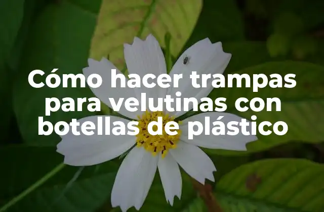 Cómo Hacer Trampas para Velutinas con Botellas de Plástico