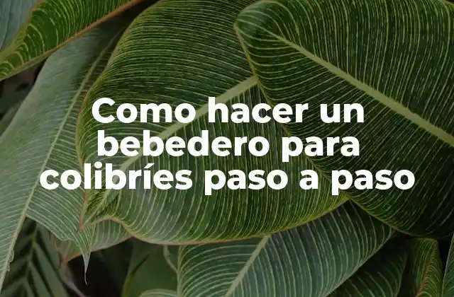 ¿Qué es un bebedero para colibríes y para qué sirve?