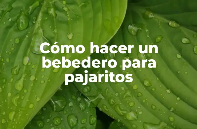 Cómo Hacer un Bebedero para Pajaritos