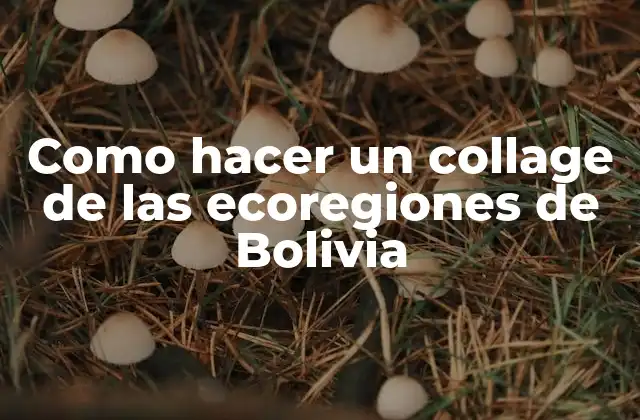 Como Hacer un Collage de las Ecoregiones de Bolivia