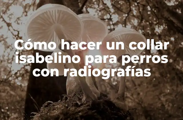 Cómo Hacer un Collar Isabelino para Perros con Radiografías