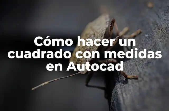 Cómo Hacer un Cuadrado con Medidas en Autocad