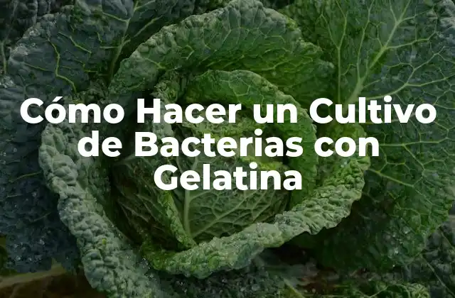 Cómo Hacer un Cultivo de Bacterias con Gelatina