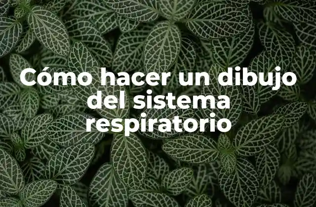 Cómo Hacer un Dibujo Del Sistema Respiratorio