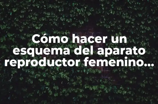 Cómo Hacer un Esquema Del Aparato Reproductor Femenino y Masculino
