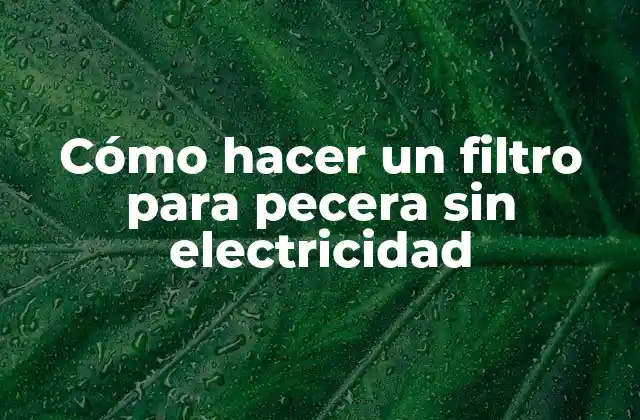 Cómo Hacer un Filtro para Pecera sin Electricidad