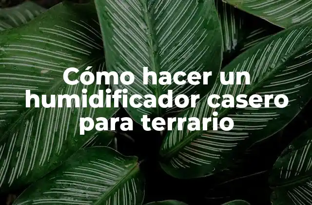 Cómo Hacer un Humidificador Casero para Terrario