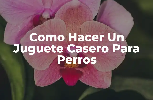 Como Hacer un Juguete Casero para Perros